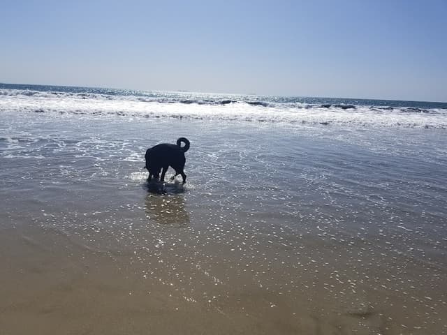 Coronado Dog Beach photo 1