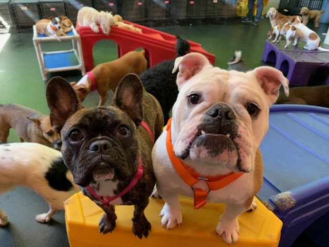 Dogtopia of Miramar - Dog Park in San Diego, CA | Indoor Dog Park