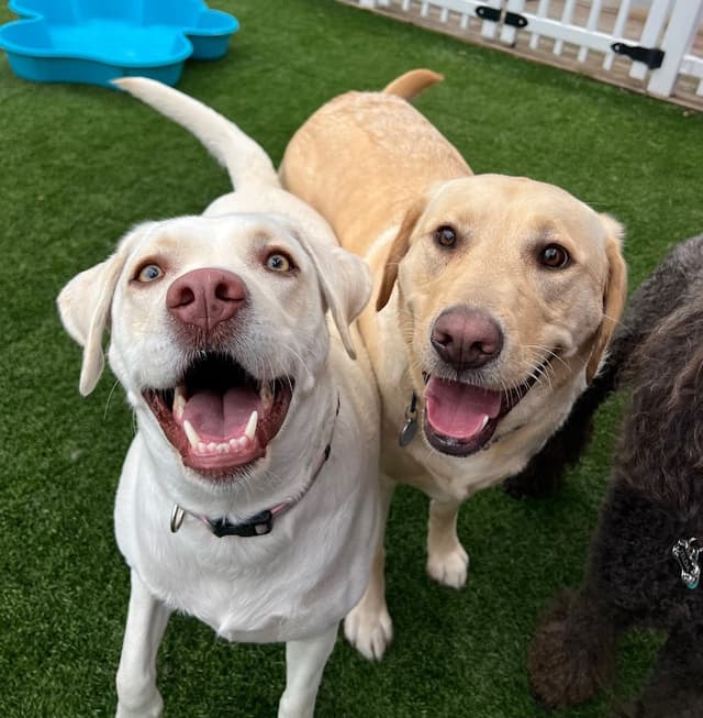 Down to Earth Dogs photo 1