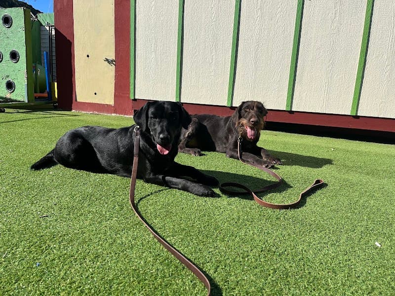 Fon's Canines Professional Dog Training and Sales - Dog Park in San Diego, CA | Indoor Dog Park