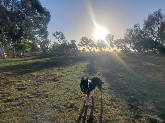 Grape Street Dog Park photo 1