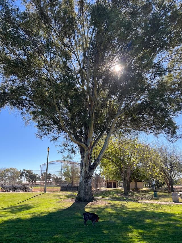 Kearny Mesa Dog Park photo 1