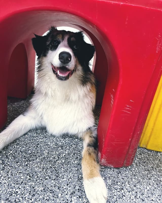 Paw Commons Pet Resort & Training Center - Bay Park photo 1