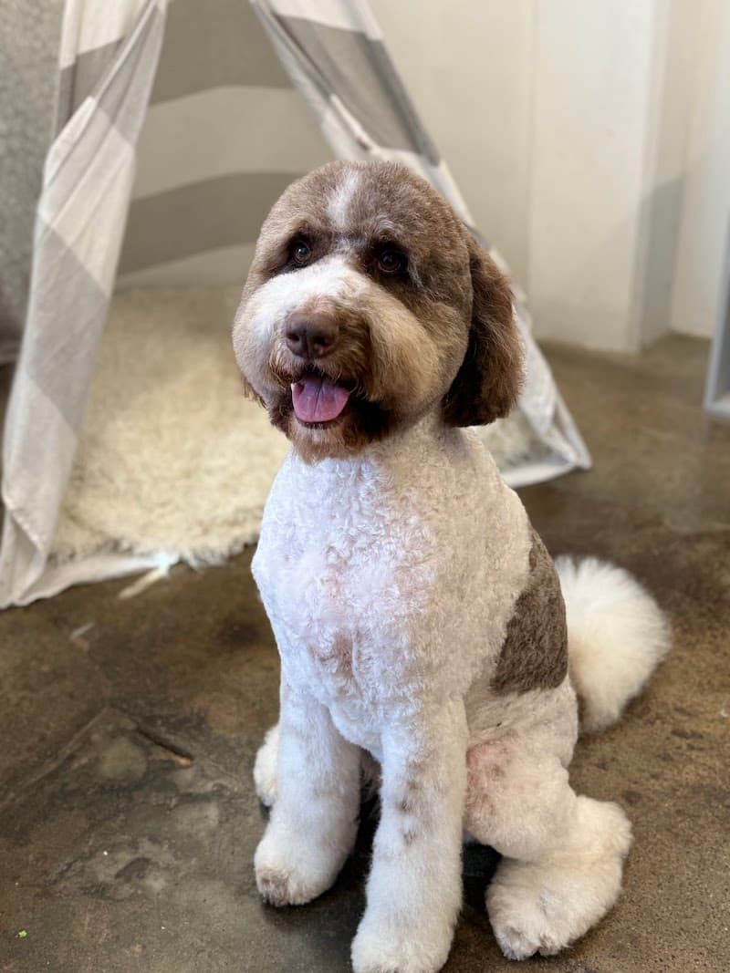 Pupper Club - Dog Park in San Diego, CA | Indoor Dog Park