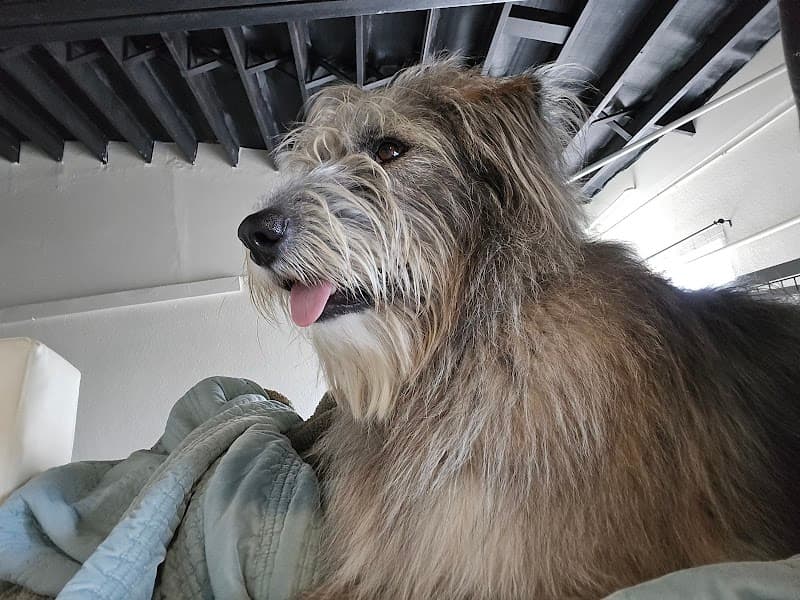 San Diego Pet Boarding - Dog Park in San Diego, CA | Indoor Dog Park