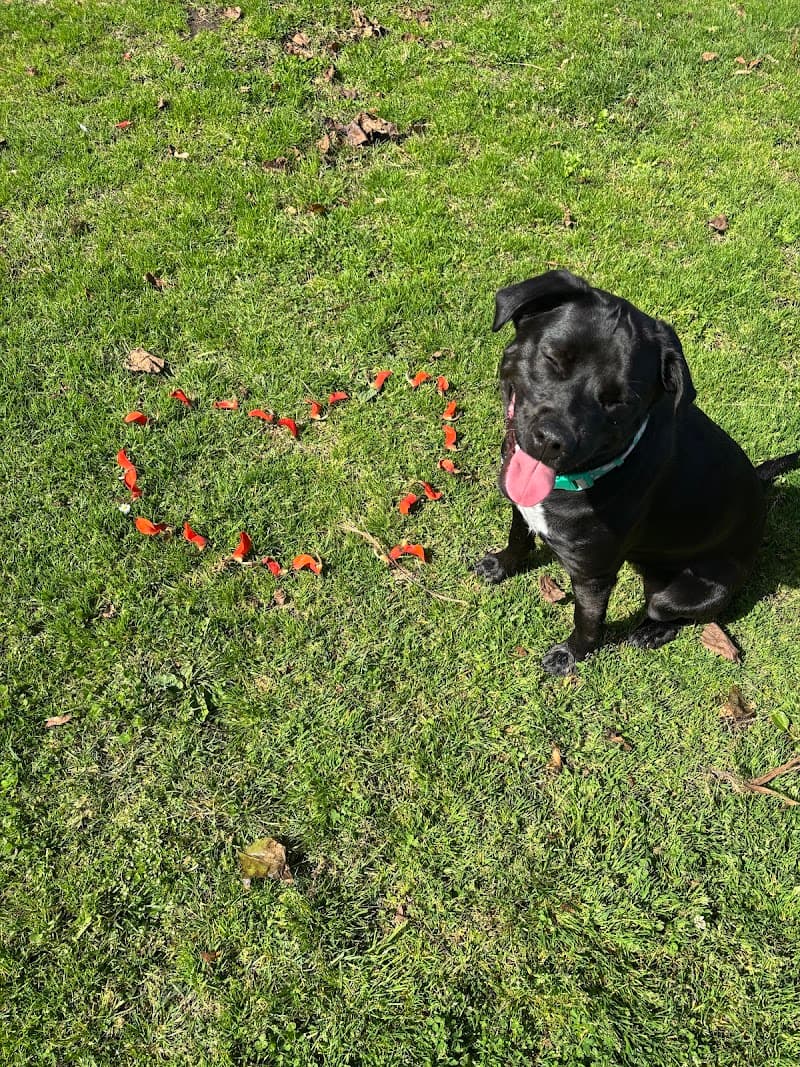 The Human Dog Team - Dog Park in San Diego, CA | Indoor Dog Park
