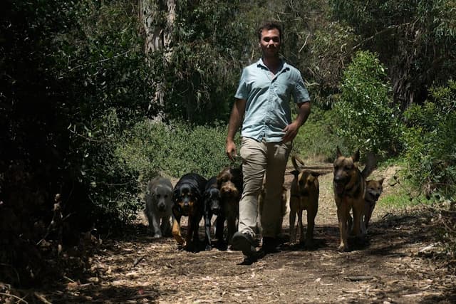 The Noble Dogs photo 1