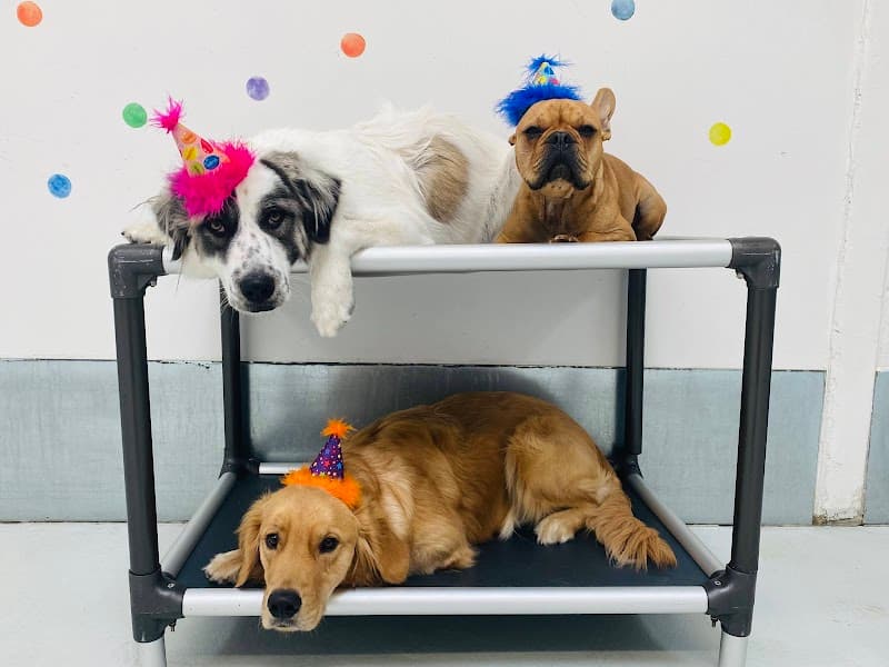 Wags & Ruffs - Dog Park in San Diego, CA | Indoor Dog Park