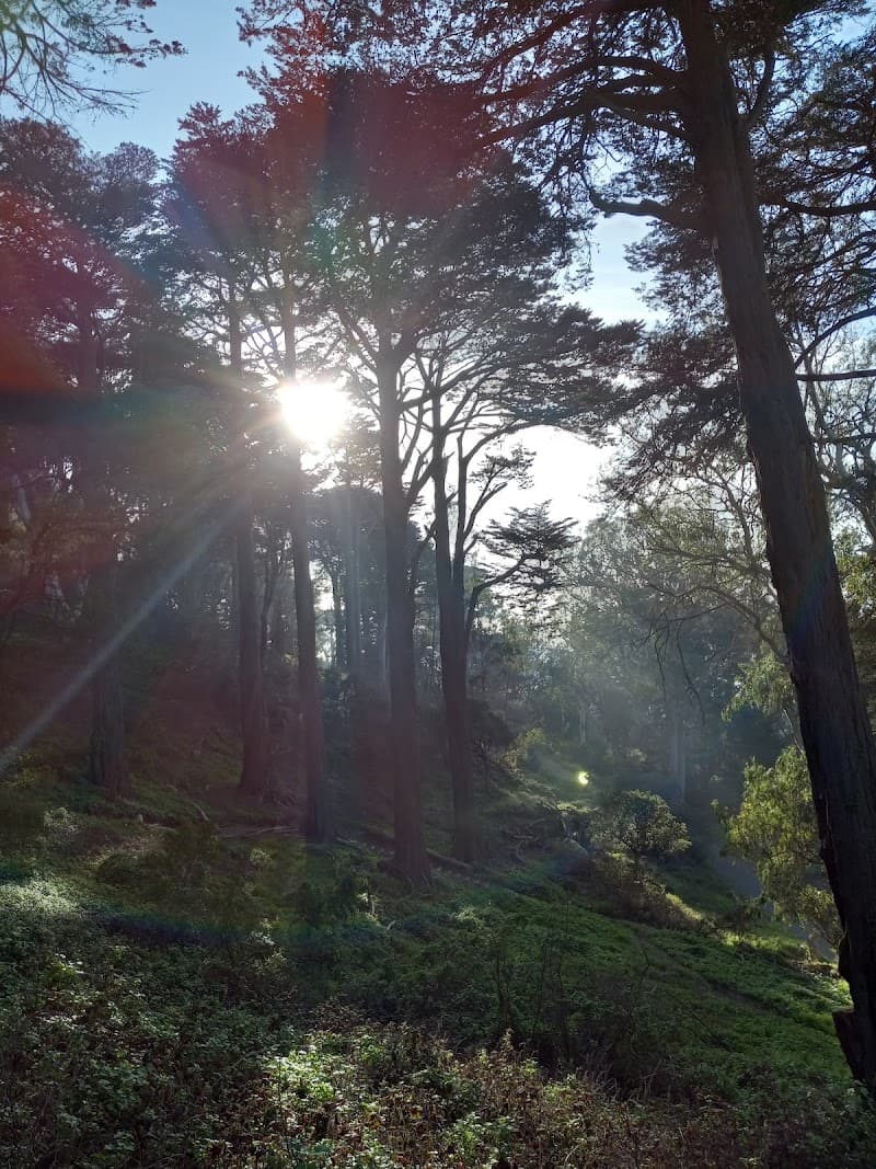 Buena Vista Dog Play Area - Dog Park in San Francisco, CA | Indoor Dog Park