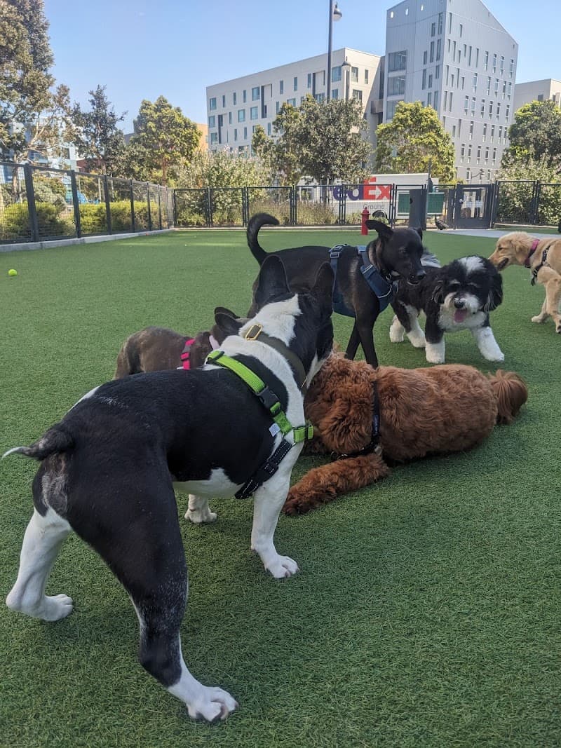 Channel Street Dog Park - Dog Park in San Francisco, CA | Indoor Dog Park