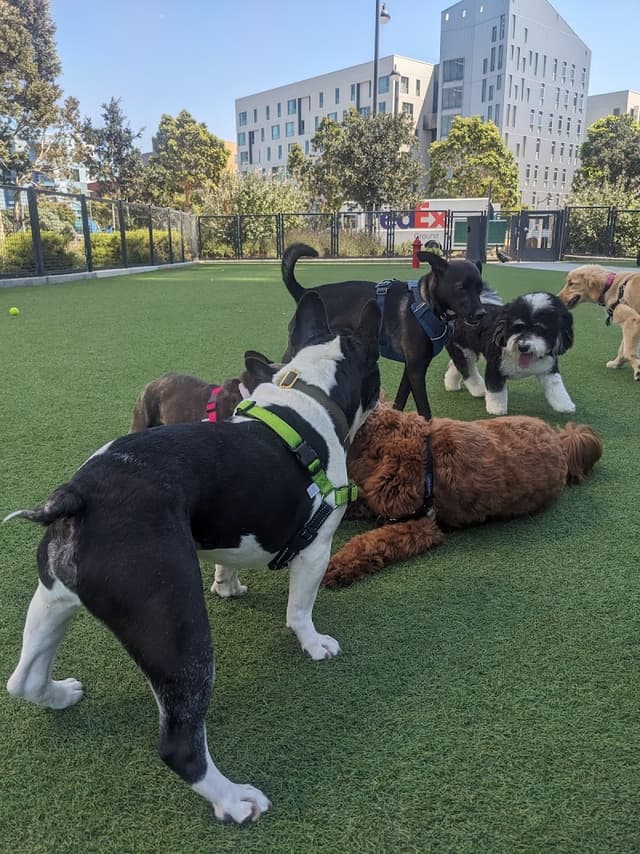 Channel Street Dog Park photo 1