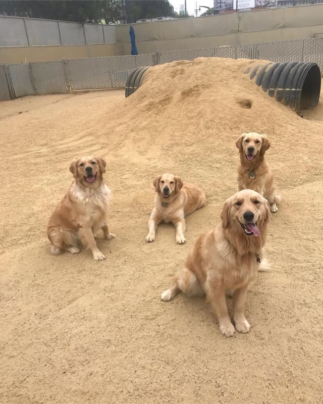 Dogpile Dogs photo 1