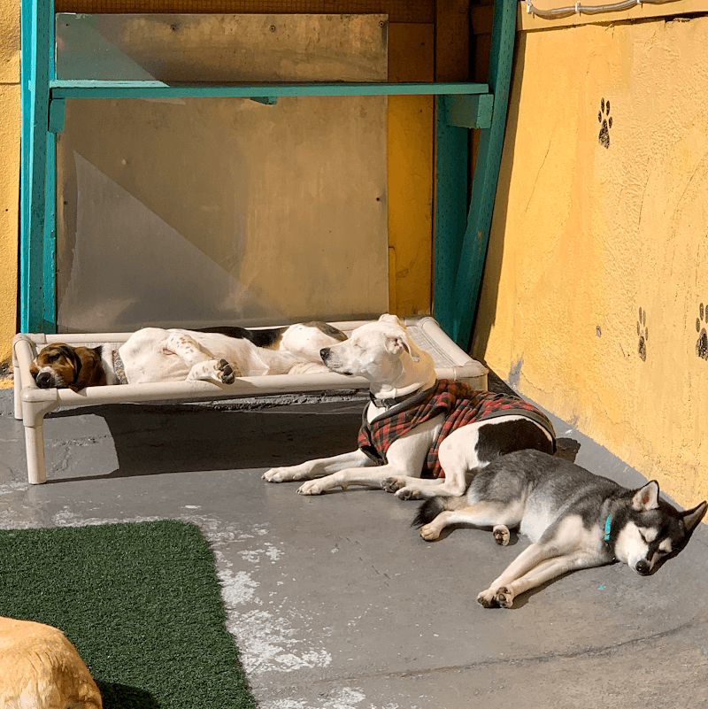 Embarkadero Social Club - Dog Park in San Francisco, CA | Indoor Dog Park