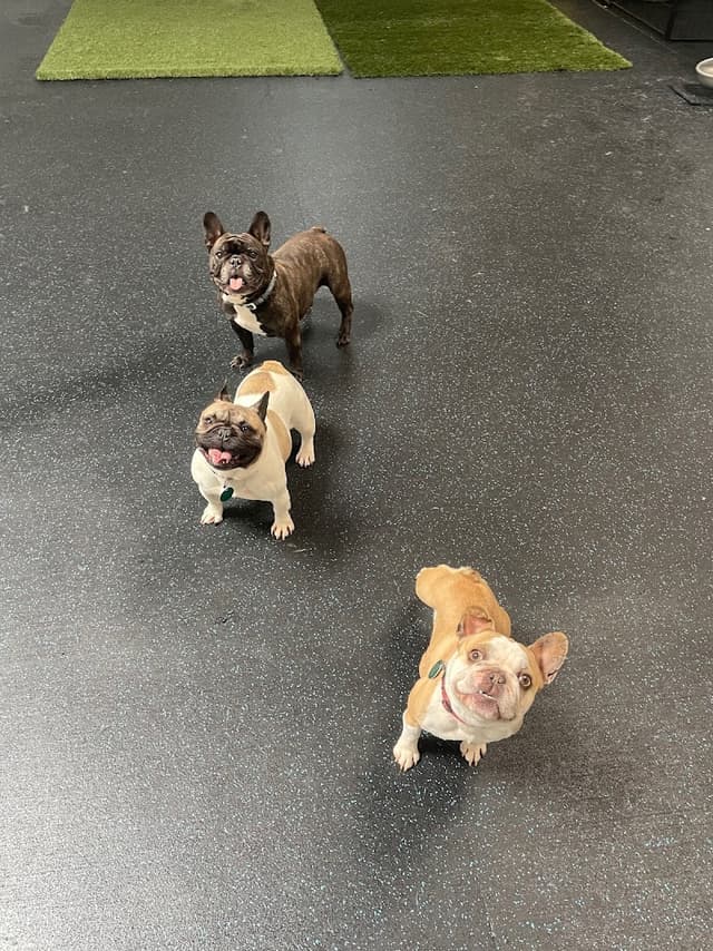 FUReverFUN Dog Care Services photo 1