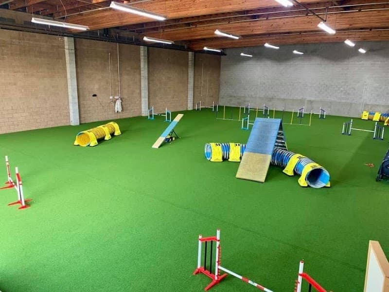 Golden Gate Dog Sports - Dog Park in San Francisco, CA | Indoor Dog Park