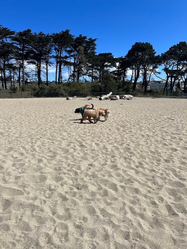 Golden Gate Park Dog Training Area photo 1