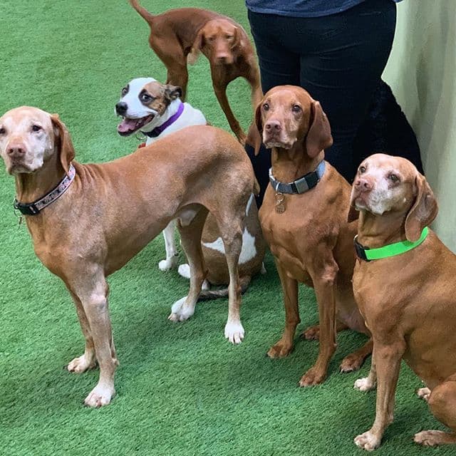 High Tail Hotel - Dog Park in San Francisco, CA | Indoor Dog Park