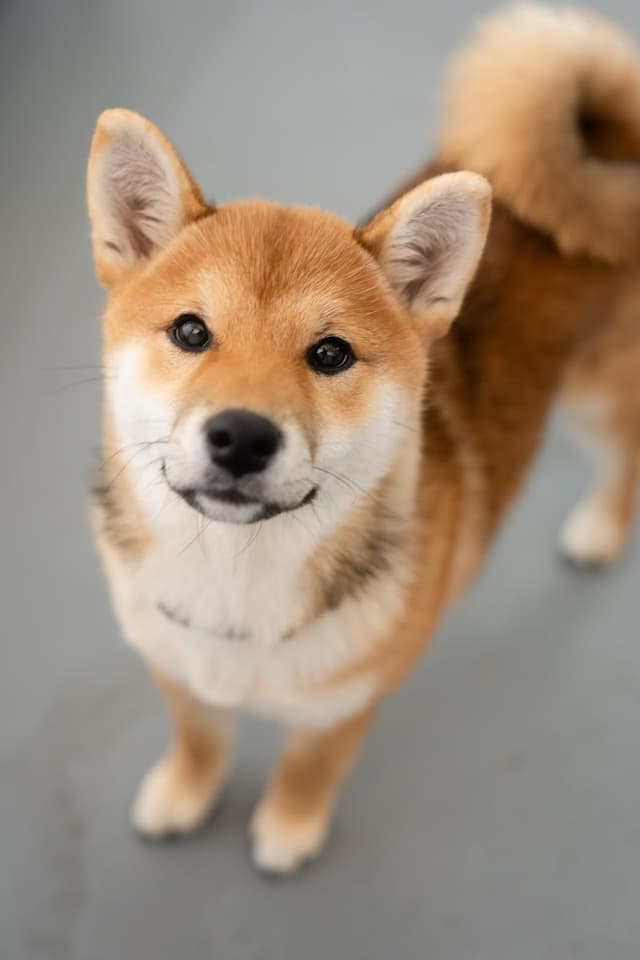 Lombard Doggy Daycare photo 1