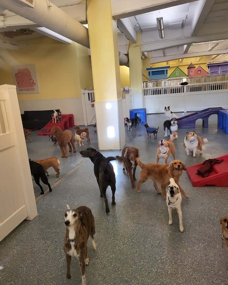 Mr. Muggles' Dogs - Dog Park in San Francisco, CA | Indoor Dog Park