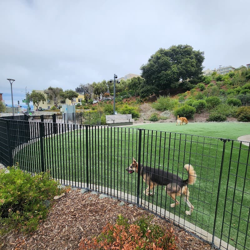 Pepi's Dog Play Area - Dog Park in San Francisco, CA | Indoor Dog Park
