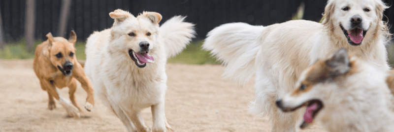 Pet Camp San Francisco - Dog Park in San Francisco, CA | Indoor Dog Park