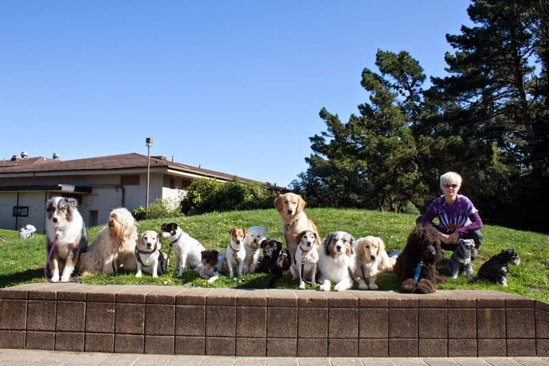 SF Dog Connect - Dog Park in San Francisco, CA | Indoor Dog Park