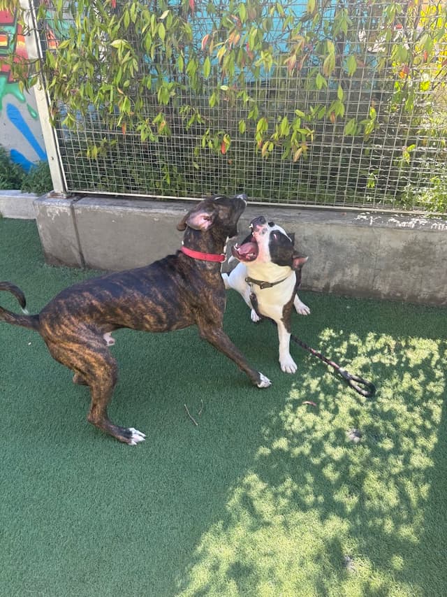 SoMa West Dog Park photo 1