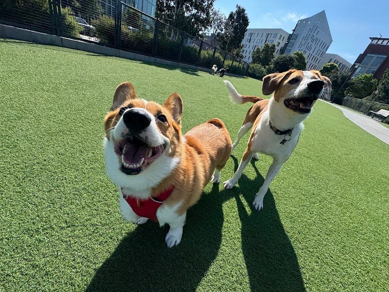 Tefani & So Dogcare - Dog Park in San Francisco, CA | Indoor Dog Park