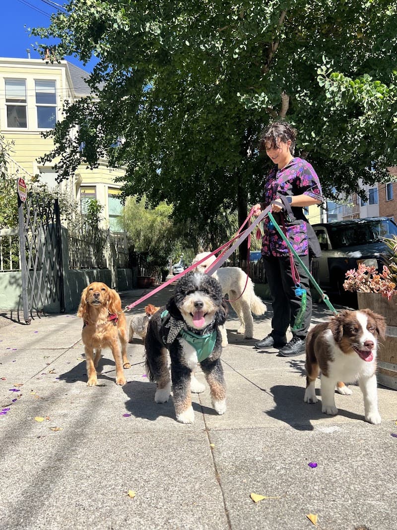 The Pawffice Pet Spa & Daycare - Dog Park in San Francisco, CA | Indoor Dog Park