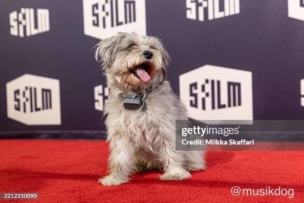 The Pooch Coach photo 1