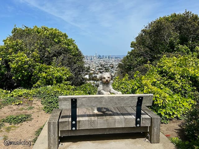 Walter Haas Dog Play Area photo 1