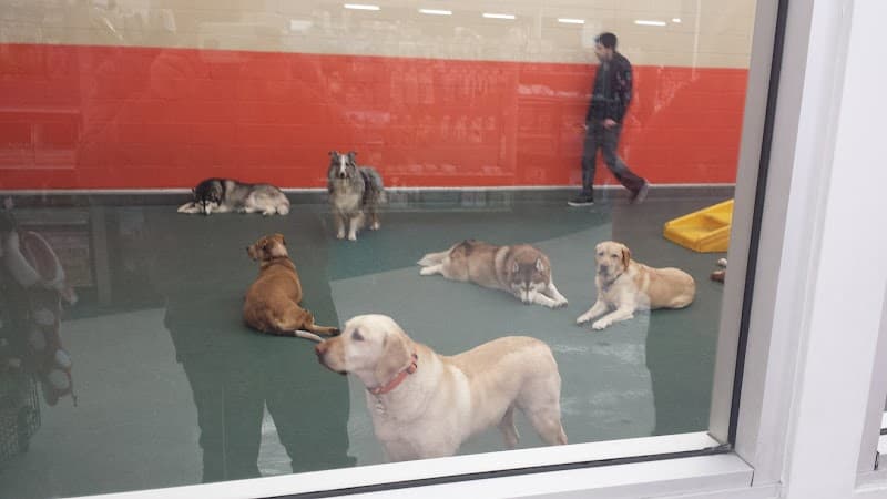 Pooch Play - Dog Park in San Jose, CA | Indoor Dog Park