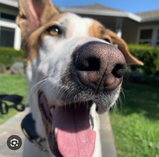 Incredible Canine Training Center