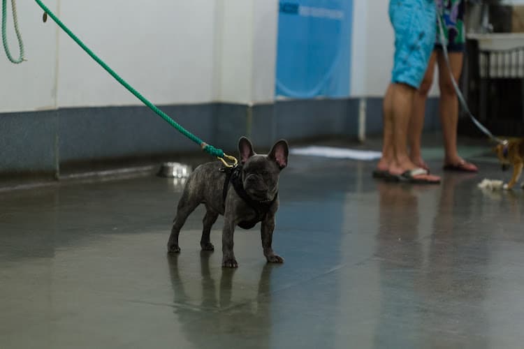Shelby Semel Dog Training