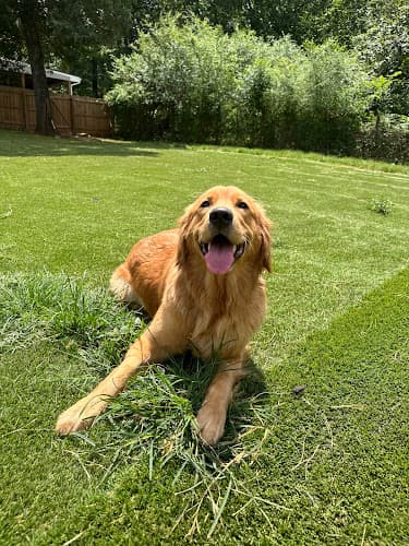 The Dog Yard