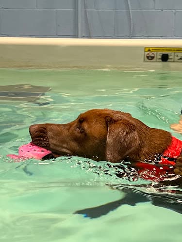 The Martial ARFS Dog Training & Fitness Center