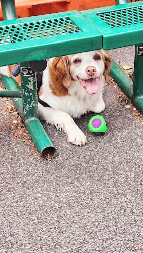 Tribeca Dog Run