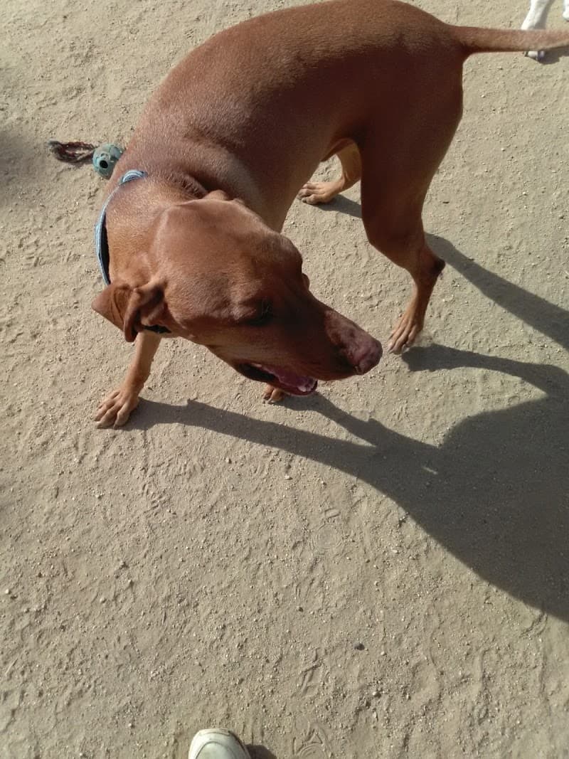 Ventura dog park landscape