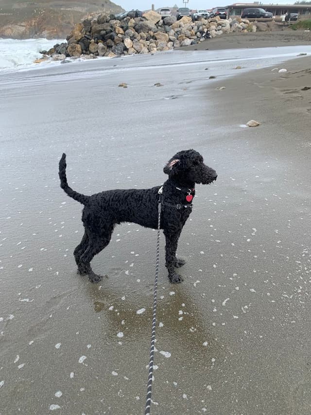 California Service Dog Academy photo 1