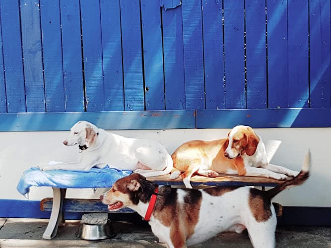 Wagging Tails Doggie Daycare & Boarding