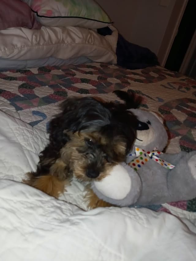 Howdee Kennels photo 2