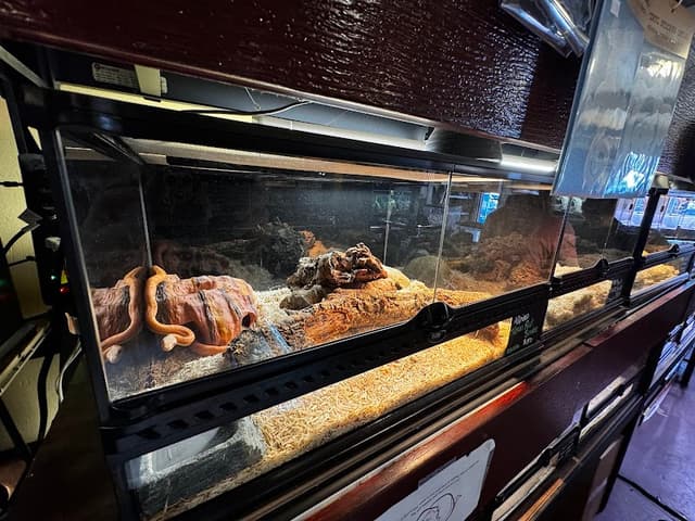 Kementari's Creatures Bellingham photo 2