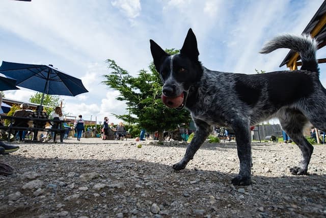 Paws For A Beer photo 3