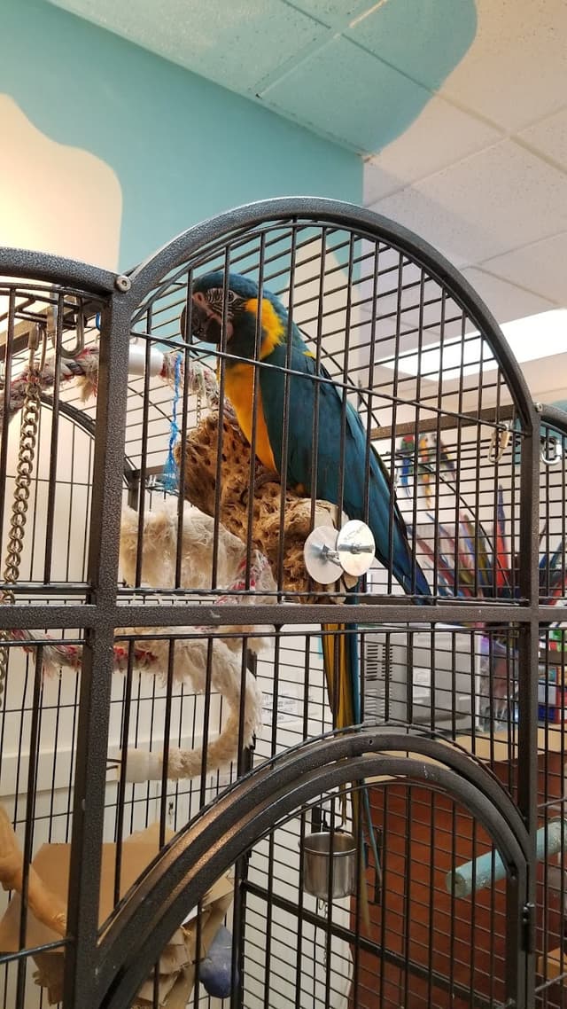 Inca's Secret Parrot & Bird Toys/Boarding photo 3