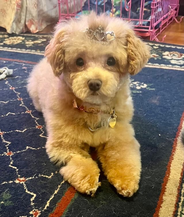 Poodie's Pet Palace photo 1