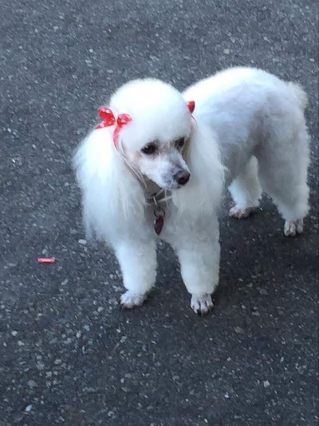 Poodie's Pet Palace photo 2