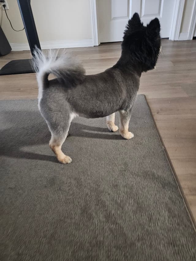 Poodie's Pet Palace photo 3