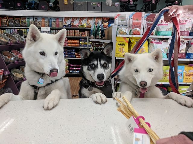 All The Best Pet Care - Kenmore photo 2