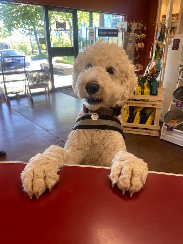 All The Best Pet Care photo 2