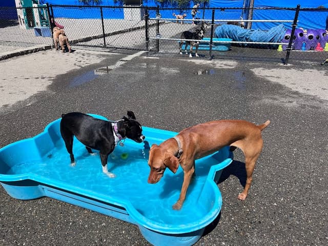 Blue Collar Doghouse photo 1